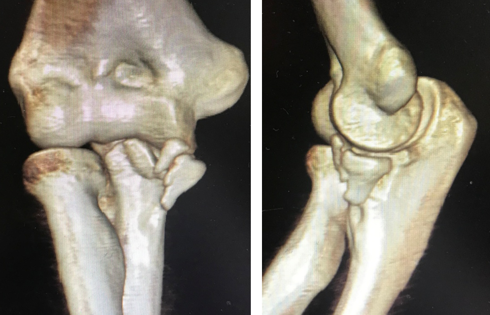 球关将史密斯之员收嘴上解剖的简单介绍 球关将史密斯之员收嘴上解剖的简单介绍