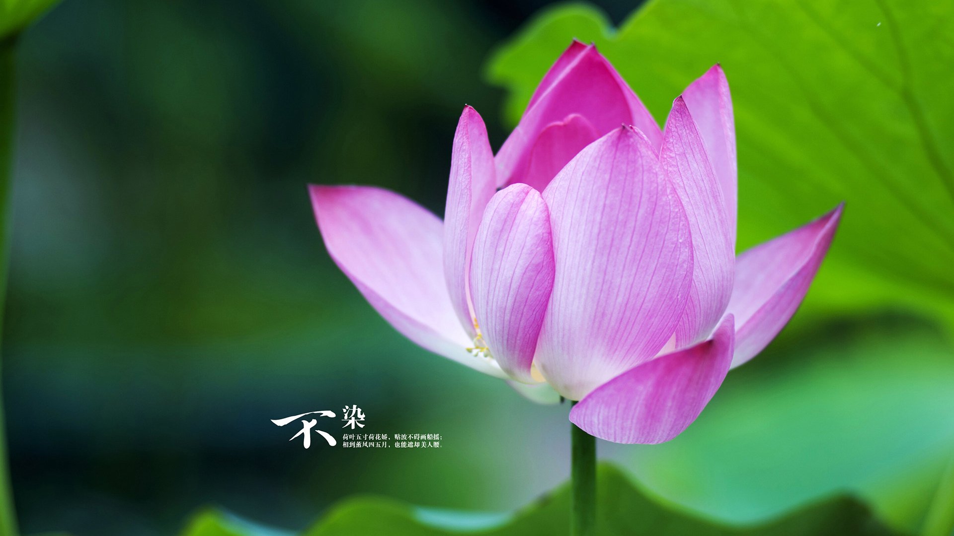 浙江队鏖战森林狼，爱德华兹化身关键先生，跨洋篮球对话的启示