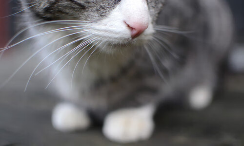 佩德里高光闪耀,沙特强势晋级希腊—一场定义未来的经典对决